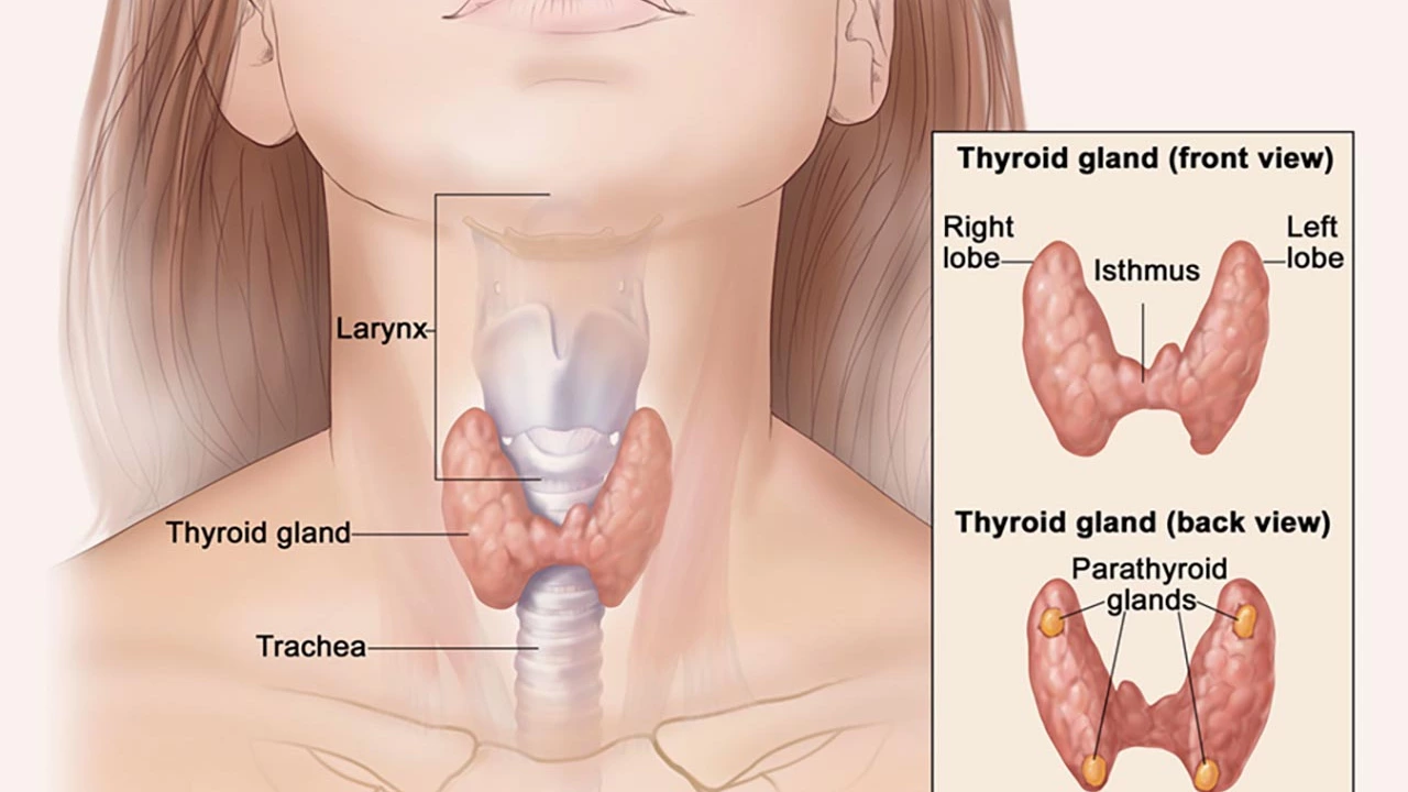 Atenolol y trastornos de la tiroides: Lo que necesitas saber